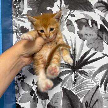 Domestic Short Hair Cats Available for Adoption in Wahiawa, Hawaii - Flatbread | PetCurious
