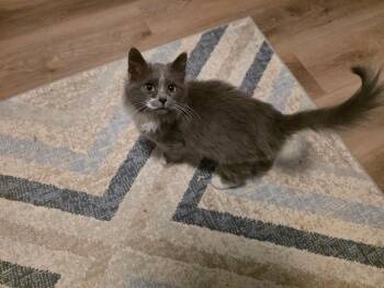 Domestic Long Hair Cats Available for Adoption - Aviatrix | PetCurious