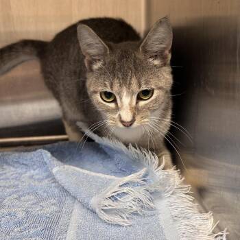Tessa -  Domestic Short Hair Cat for Adoption in Morganton, North Carolina - Tessa | PetCurious