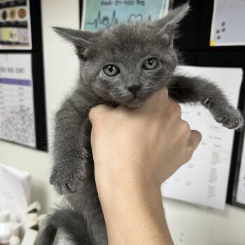 Prince Sardine -  Domestic Medium Hair Cat for Adoption in Birmingham, Alabama - Prince Sardine | PetCurious
