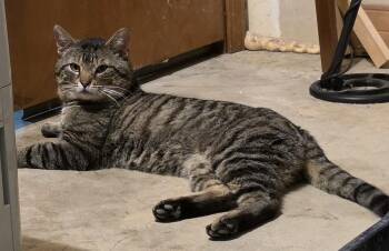 Domestic Medium Hair Cats Available for Adoption in Kansas City, Missouri - Felix Billups **CL** | PetCurious