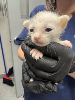 Dobby the Elf -  Domestic Short Hair Cat for Adoption in Sevierville, Tennessee - Dobby The Elf | PetCurious