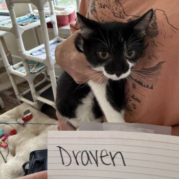 Dopey/Draven -  American Shorthair Cat for Adoption in Pittsburgh, Pennsylvania - Dopey/Draven | PetCurious
