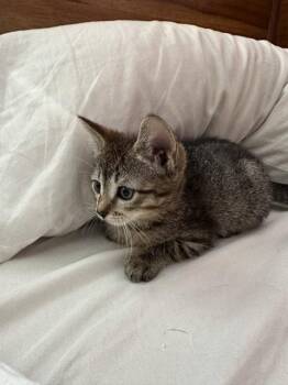 Stacey -  Domestic Short Hair Cat for Adoption in Herndon, Virginia - Stacey | PetCurious