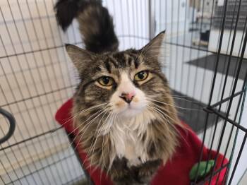 Domestic Long Hair Cats Available for Adoption in Southbury, Connecticut - Stella G | PetCurious