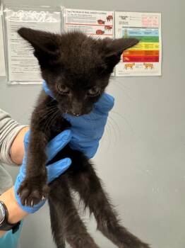 Count Dracula -  Domestic Medium Hair Cat for Adoption in Bloomington, Indiana - Count Dracula | PetCurious