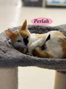 Domestic Short Hair Cats Available for Adoption in Hazlet, New Jersey - Perlah | PetCurious