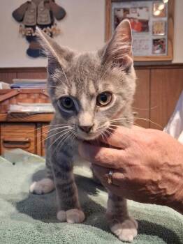 Theodore -  Domestic Medium Hair Cat for Adoption in Ogden, Utah - Theodore | PetCurious