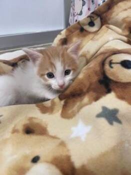Claire -  Domestic Short Hair Cat for Adoption in Parlier, California - Claire | PetCurious