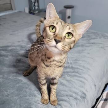 Ruby -  Bengal Cat for Adoption in Port Richey, Florida - Ruby | PetCurious