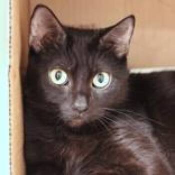 Domestic Short Hair Cats Available for Adoption in Hilliard, Ohio - Mildred | PetCurious