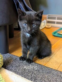 American Shorthair and Tabby Cats Available for Adoption in Billerica, Massachusetts - Aisling | PetCurious
