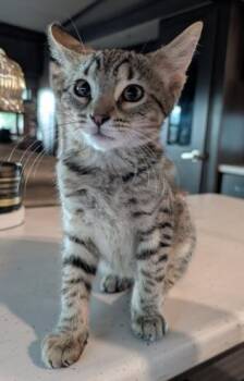 THEO -  Domestic Short Hair Cat for Adoption in Colorado Springs, Colorado - THEO | PetCurious