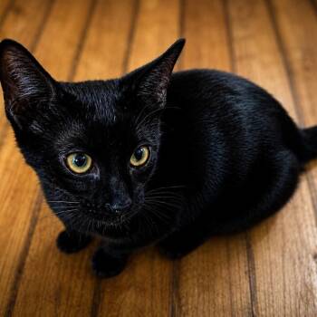 Worf -  Domestic Short Hair Cat for Adoption in Springfield, Missouri - Worf | PetCurious