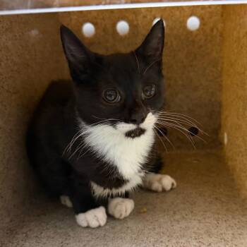 Bento -  Domestic Short Hair Cat for Adoption in Philadelphia, Pennsylvania - Bento | PetCurious