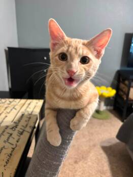 Funyun -  Domestic Short Hair Cat for Adoption in Midland, Texas - Funyun | PetCurious
