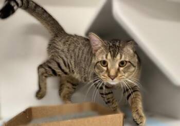 Domestic Short Hair Cats Available for Adoption - Brady | PetCurious