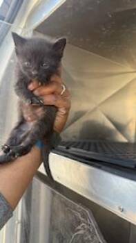 Domestic Short Hair Cats Available for Adoption in Dallas, Texas - SANDY | PetCurious