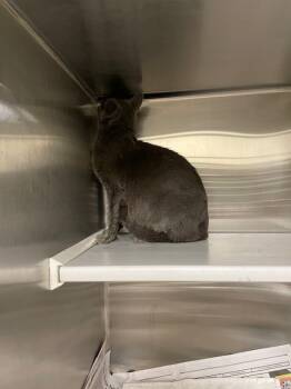 Rescue Domestic Short Hair Cats for Adoption in St. Louis, Missouri - LIRA | PetCurious