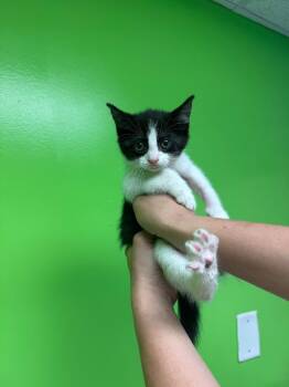 Benny -  Domestic Short Hair Cat for Adoption in Johnson City, Tennessee - Benny | PetCurious