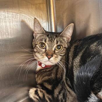 Ruby -  Domestic Short Hair Cat for Adoption in Manhattan, Kansas - Ruby | PetCurious
