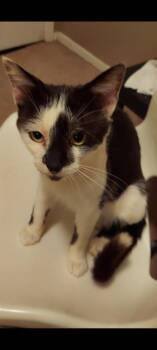 Rescue Domestic Short Hair and Tuxedo Cats for Adoption in Liverpool, Texas - Uncle Fester | PetCurious