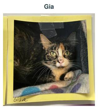 Gia -  Torbie Cat for Adoption in Richland Center, Wisconsin - Gia | PetCurious