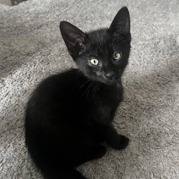 Cassian -  Domestic Short Hair Cat for Adoption in Houston, Texas - Cassian | PetCurious