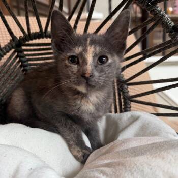 Tortellini -  Domestic Short Hair Cat for Adoption in Lewisville, Texas - Tortellini | PetCurious