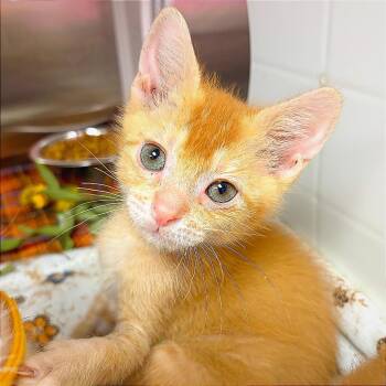 Ross -  Domestic Short Hair Cat for Adoption in Hannibal, Missouri - Ross | PetCurious