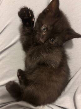 Rescue Domestic Short Hair Cats for Adoption in Colorado Springs, Colorado - LYDIA DEETZ | PetCurious