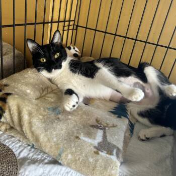 Oreo -  Domestic Short Hair Cat for Adoption in Middletown, New York - Oreo | PetCurious