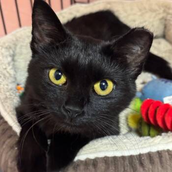Rescue Domestic Short Hair Cats for Adoption in Mt. Juliet, Tennessee - Moon | PetCurious