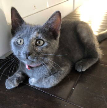 Rescue Domestic Short Hair and Tortoiseshell Cats for Adoption in Seal Beach, California - Kitten Yzma | PetCurious