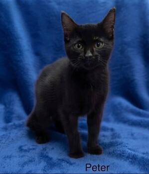 Peter -  Bombay and Domestic Short Hair Cat for Adoption in Wyandotte, Michigan - Peter | PetCurious