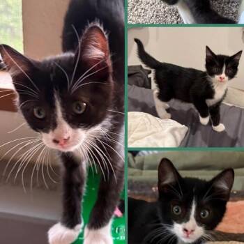 Mr. Clean -  Domestic Short Hair Cat for Adoption in Orangevale, California - Mr. Clean | PetCurious