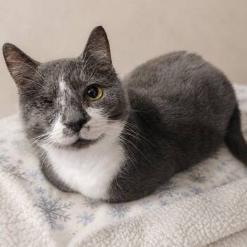 Raya -  Domestic Short Hair Cat for Adoption in Greensburg, Pennsylvania - Raya | PetCurious