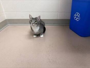 Windy -  Domestic Short Hair Cat for Adoption in Woodbury, Minnesota - Windy | PetCurious