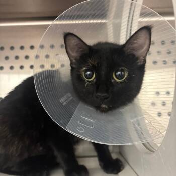 Florrie -  Domestic Short Hair Cat for Adoption in Clavet, Saskatchewan - Florrie | PetCurious