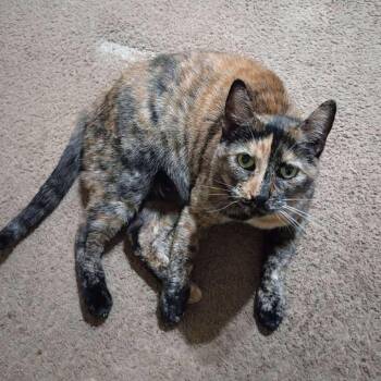 Domestic Short Hair Cats Available for Adoption - Paisley | PetCurious