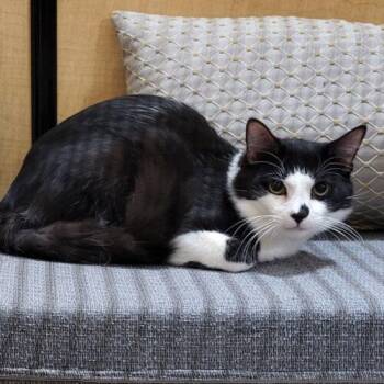 Stallone -  Domestic Medium Hair Cat for Adoption in Gilbert, Arizona - Stallone | PetCurious
