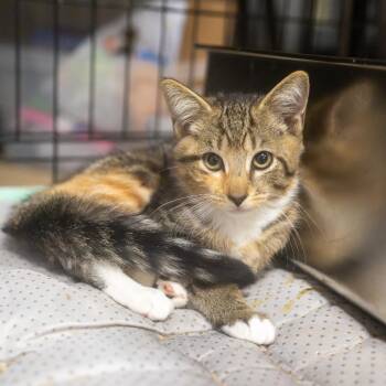 Torple -  Domestic Short Hair Cat for Adoption in Pawling, New York - Torple | PetCurious