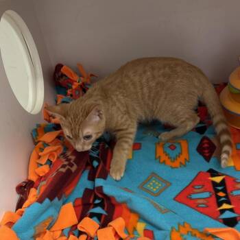 Chandler -  Domestic Short Hair Cat for Adoption in Jupiter, Florida - Chandler | PetCurious