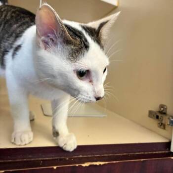 Wisp -  Domestic Short Hair Cat for Adoption in Madill, Oklahoma - Wisp | PetCurious