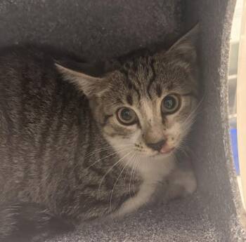 Frankie -  Domestic Short Hair Cat for Adoption in Golden, Colorado - Frankie | PetCurious
