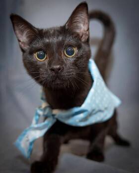 Joey -  Bombay Cat for Adoption in Scottsdale, Arizona - Joey | PetCurious