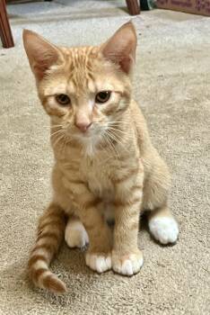 Quartz -  Domestic Short Hair Cat for Adoption in Andover, Connecticut - Quartz | PetCurious