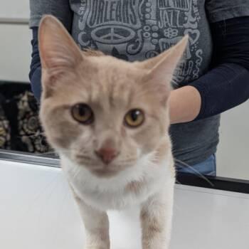 Domestic Short Hair Cats Available for Adoption in Canton, Illinois - Malcom | PetCurious