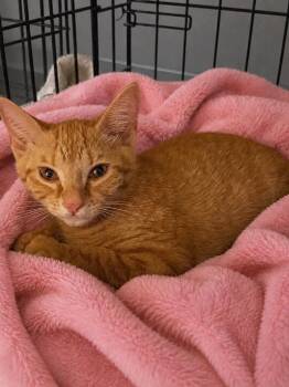 Messi -  Domestic Short Hair Cat Available for Adoption in Carrollton, Virginia - Messi | PetCurious