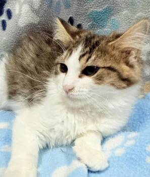 Hot Tamale -  Domestic Medium Hair Cat for Adoption in Jackson, Georgia - Hot Tamale | PetCurious